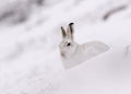 Mountain hare with winter coat in mixture of snow and bare ground