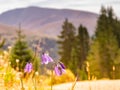 Mountain Harebells Blooming along the Hoosier Pass Trail