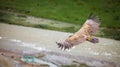 Mountain hawk pan wing on blurred river background