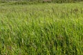Mountain herbage. Wild grass Royalty Free Stock Photo