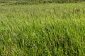 Mountain herbage. Wild grass