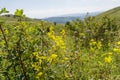 Mountain herbage. Wild grass