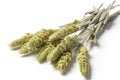 Mountain Herbs Tea Sideritis Scardica on White