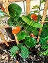 mountain hibiscus tree plants next to the bamboo fence Royalty Free Stock Photo