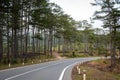 The mountain highway with pine trees in Dalat, Vietnam