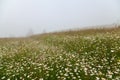 Mountain hill with white flowers, foggy background. Ukraine, Carpathians