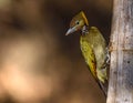 Greater yellow nape woodpecker