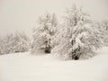 Overcast snowy scene of snow covered trees and blanket of snow Royalty Free Stock Photo