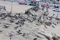 Mountain Homing pigeons sitting in a dovecote Royalty Free Stock Photo