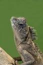 Mountain Horn Lizard with green background Royalty Free Stock Photo