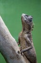 Mountain Horn Lizard on tree branch Royalty Free Stock Photo