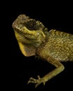 Mountain Horned Lizard (Acanthosaura crucigera) Royalty Free Stock Photo
