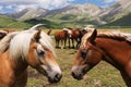 Mountain horses
