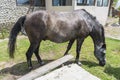 Mountain horses to Eho hut. The horses serve to transport supplies from and to the hut Royalty Free Stock Photo