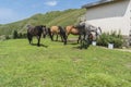 Mountain horses to Eho hut. The horses serve to transport supplies from and to the hut Royalty Free Stock Photo