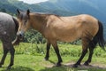 Mountain horses to Eho hut. The horses serve to transport supplies from and to the hut Royalty Free Stock Photo