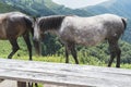 Mountain horses to Eho hut. The horses serve to transport supplies from and to the hut Royalty Free Stock Photo