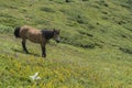 Mountain horses to Eho hut. The horses serve to transport supplies from and to the hut Royalty Free Stock Photo