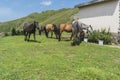 Mountain horses to Eho hut. The horses serve to transport supplies from and to the hut. Royalty Free Stock Photo