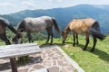 Mountain horses to Eho hut. The horses serve to transport supplies from and to the hut. Royalty Free Stock Photo