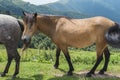 Mountain horses to Eho hut. The horses serve to transport supplies from and to the hut Royalty Free Stock Photo