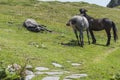 Mountain horses to Eho hut. The horses serve to transport supplies from and to the hut Royalty Free Stock Photo