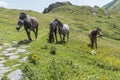 Mountain horses to Eho hut. The horses serve to transport supplies from and to the hut Royalty Free Stock Photo