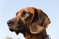 Mountain hound from baveria Royalty Free Stock Photo