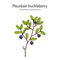 Mountain huckleberry, edible and medicinal plant