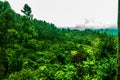 Mountain with huge amount of different trees and many shades of green Royalty Free Stock Photo