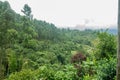 Mountain with huge amount of different trees and many shades of green