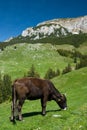 Mountain husbandry in Romania Royalty Free Stock Photo