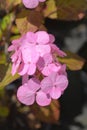 Hydrangea Preziosa Royalty Free Stock Photo