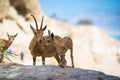 Mountain ibex, ein Gedi oasis, Israel