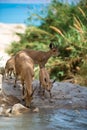 Mountain ibex, ein Gedi oasis, Israel