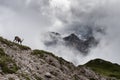 Mountain ibex with Mt. Duranno Dolomiti Friulane in the backgrounds Royalty Free Stock Photo