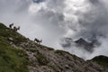 Mountain ibex with Mt. Duranno Dolomiti Friulane in the backgrounds Royalty Free Stock Photo