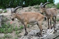 Mountain ibex two animals on a tree trunk Royalty Free Stock Photo