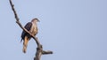 Mountain Imperial Pigeon on Tree Branch Royalty Free Stock Photo