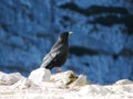 Mountain jackdaw Royalty Free Stock Photo