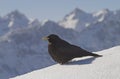 Mountain jackdaw in winter Royalty Free Stock Photo