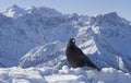 Mountain jackdaw Royalty Free Stock Photo