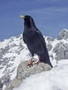 Mountain jackdaw in winter Royalty Free Stock Photo