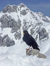 Mountain jackdaw in winter Royalty Free Stock Photo