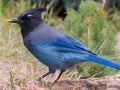 A Mountain Jay finds a seed near the Fall River in Colorado