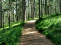 A mountain jogging track in Tara mountain