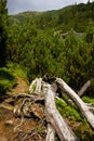 Mountain juniper trees zone Royalty Free Stock Photo