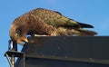 Mountain kea parrot