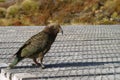 Mountain kea parrot Royalty Free Stock Photo