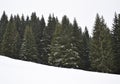 Mountain Kopaonik and Pine Trees. Serbia, Europe Royalty Free Stock Photo